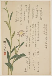 Purple Flower, c.1830-1844